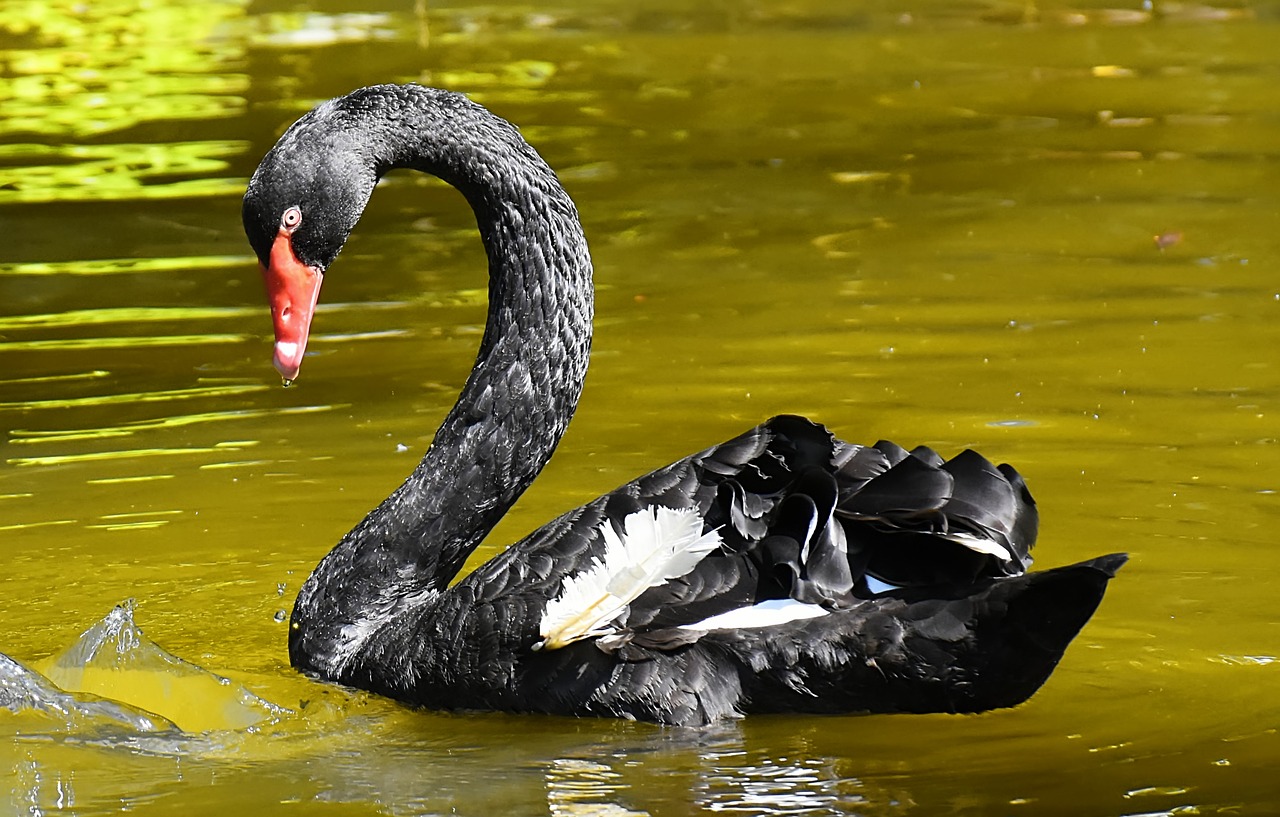 swan, black, water bird-3584559.jpg