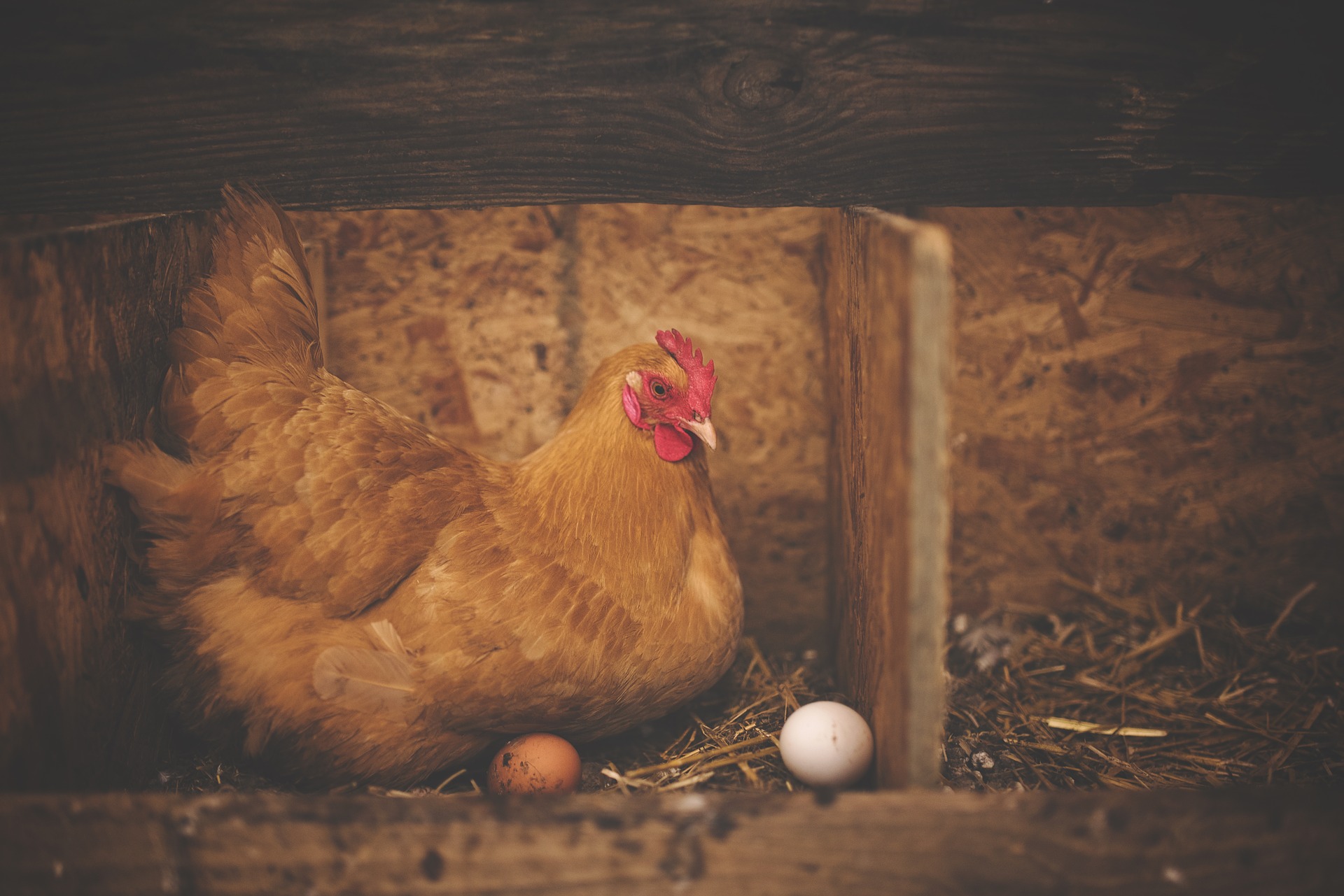 A chicken sitting in a barn next to two eggs