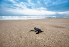 turtle, baby turtle, beach, chick, young, nature, sand, sandy, coast, animal, reptiles, wild animals, wildlife pictures, sea turtle